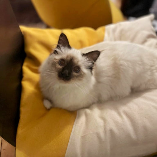 Coussin pour chat moelleux et déhoussable, fait main, Made in France