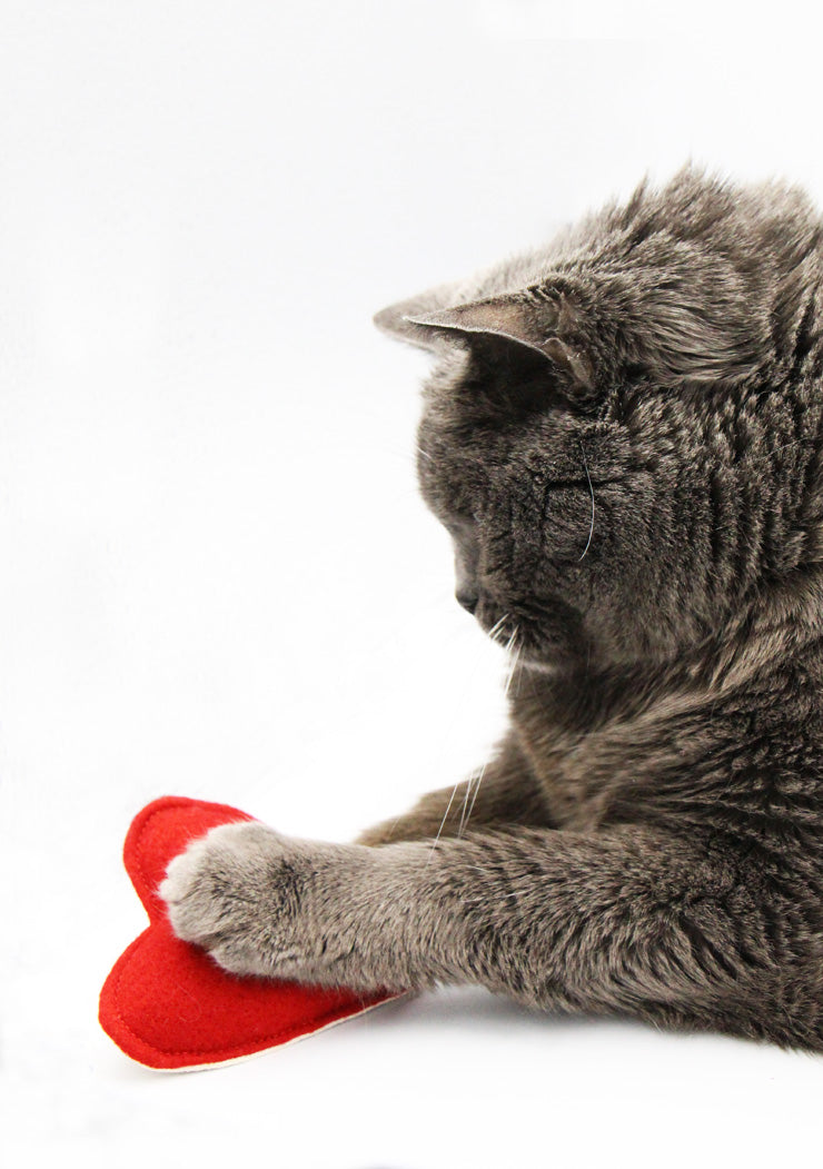 chartreux avec son jouet pour chat en forme de cœur. Cataire et ou valériane à l'intérieur