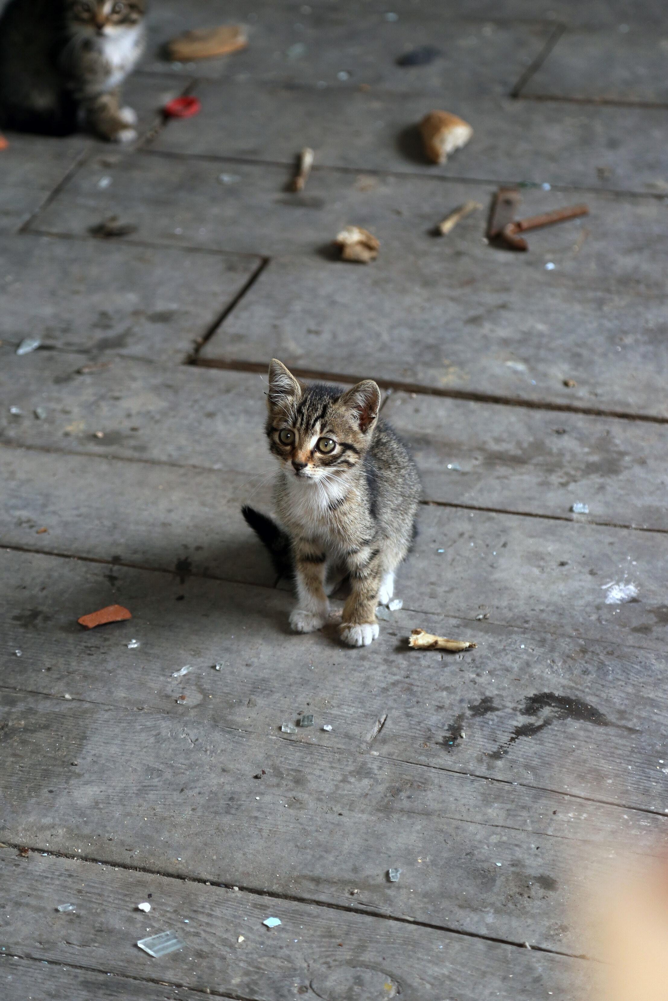 idées de prénoms pour animaux en V W X Y Z pour l'année 2024