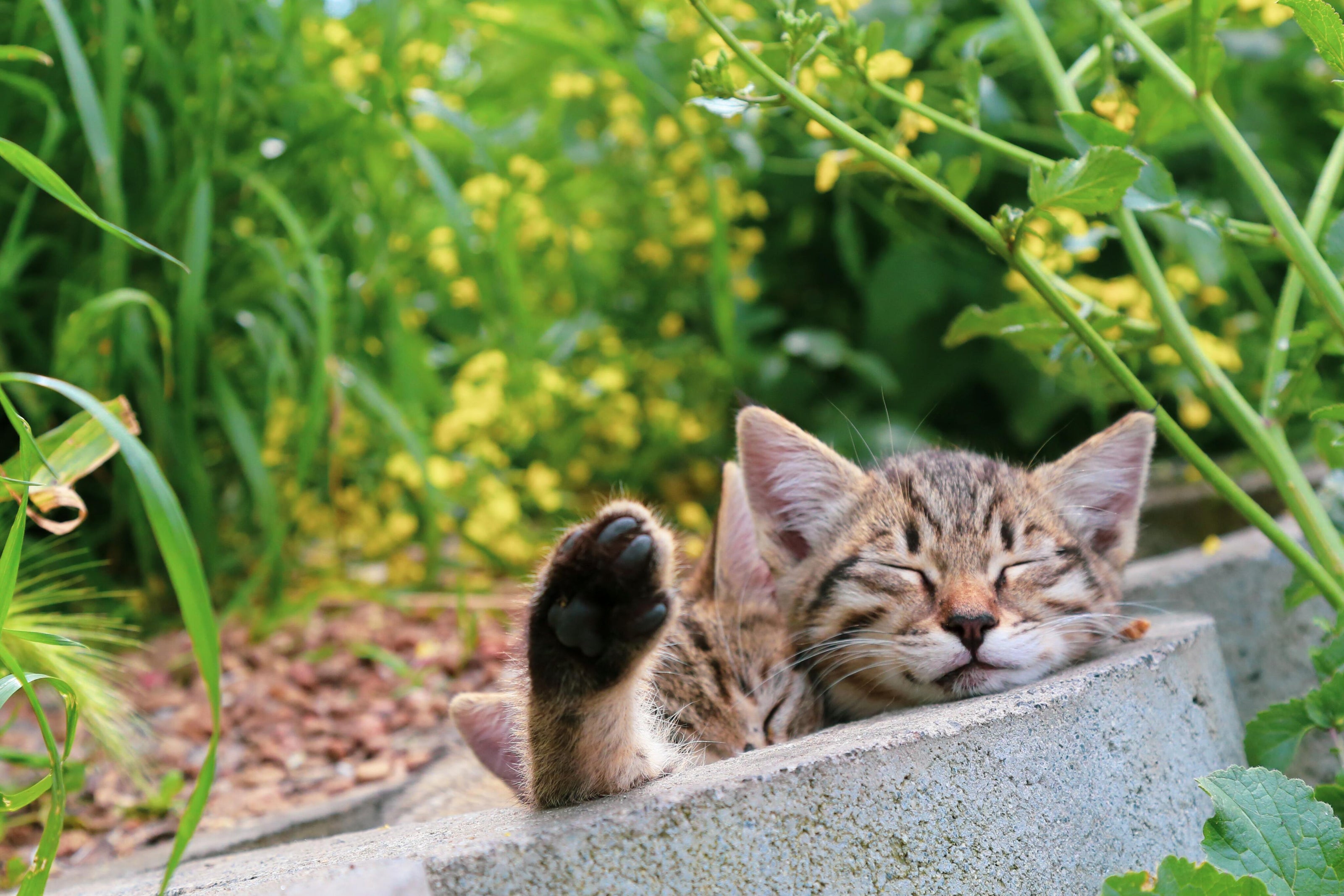 les plantes dangereuses pour votre chat