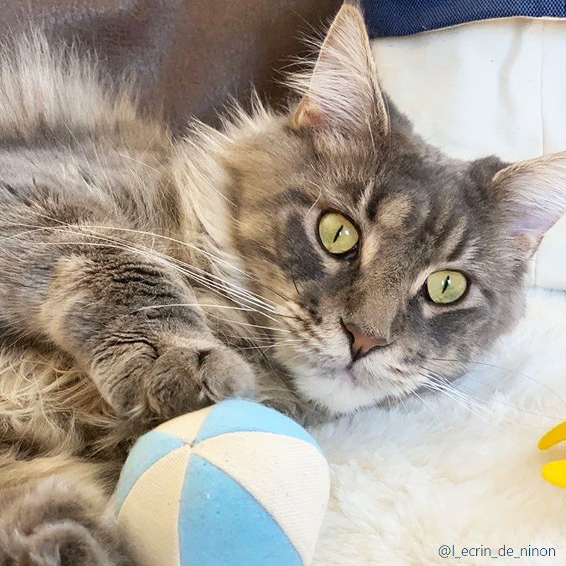 Maine Coon avec sa balle en coton et feutrine bleue claire