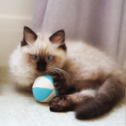 Sacré de Birmanie avec sa balle en coton et feutrine bleue claire