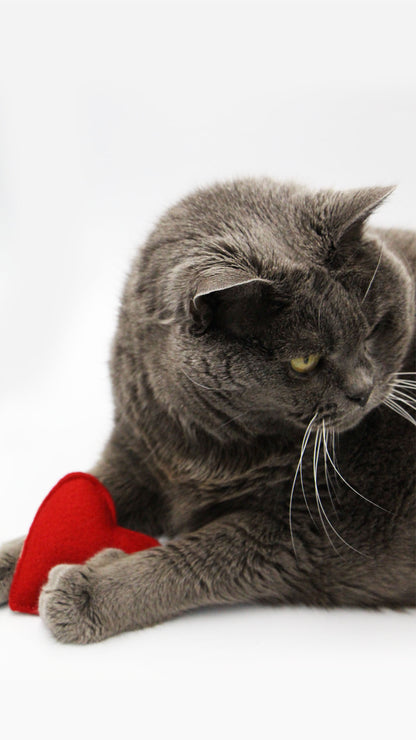 chartreux avec son jouet pour chat en forme de cœur. Cataire et ou valériane à l'intérieur