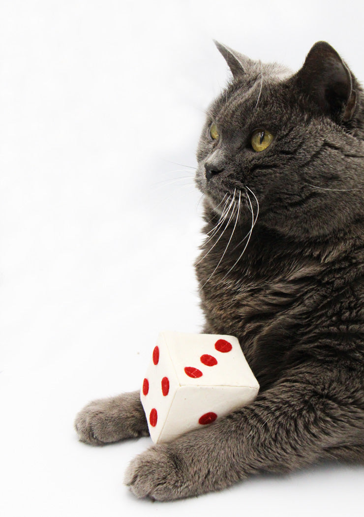 chartreux avec son jouet dé rouge. cataire et/ou valériane à l'intérieur