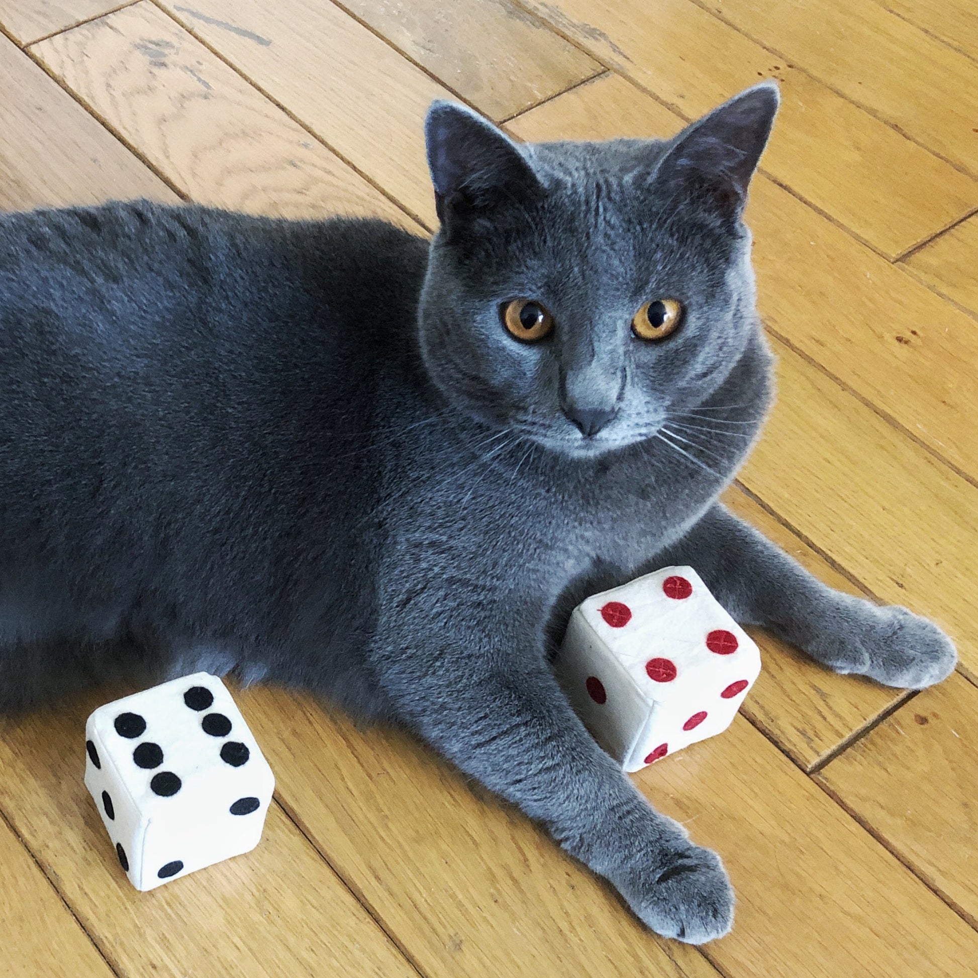 chartreux avec ses jouets en forme de dé noir et rouge. Cataire et/ou valériane à l'intérieur.